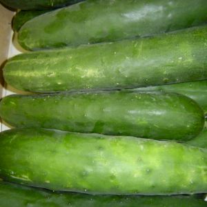 Cucumber Spiny