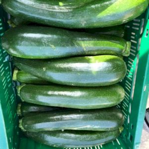 Cucumber 