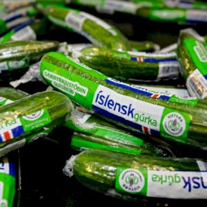 Cucumber 