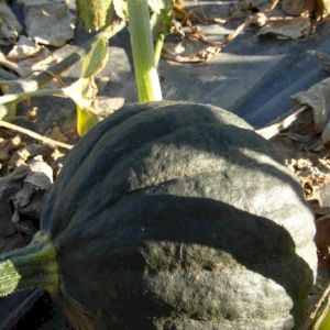 Squash 