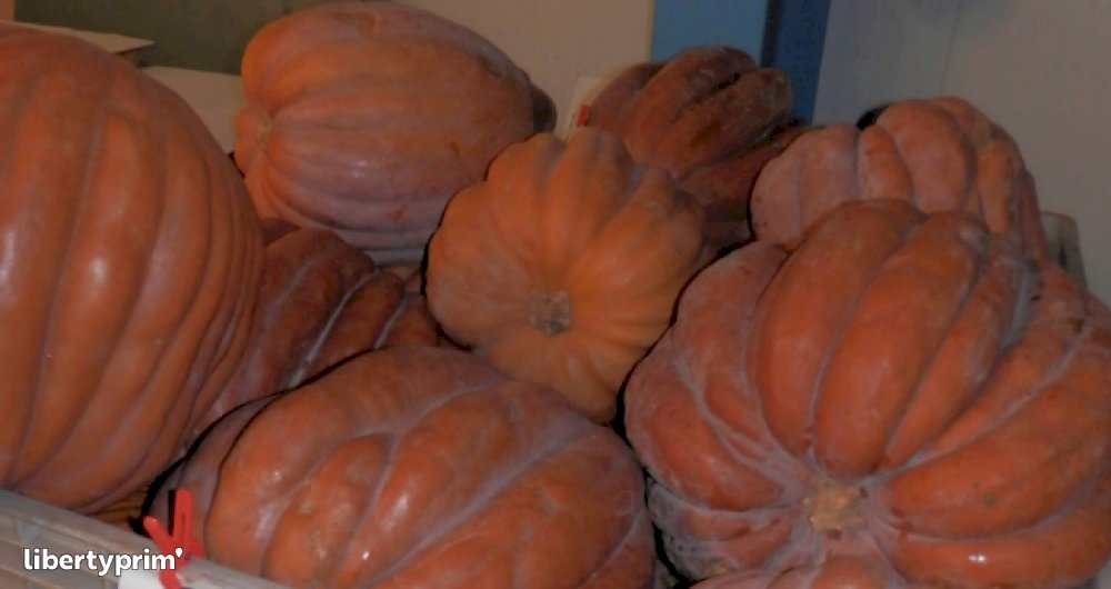 Squash Muscade France Conventional Grower - THIERRY JANIN | Libertyprim