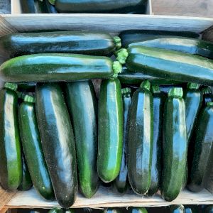Zucchini 