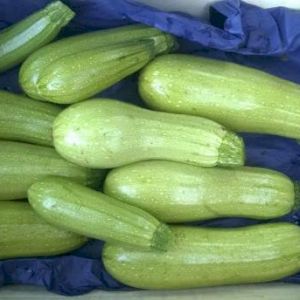Zucchini 