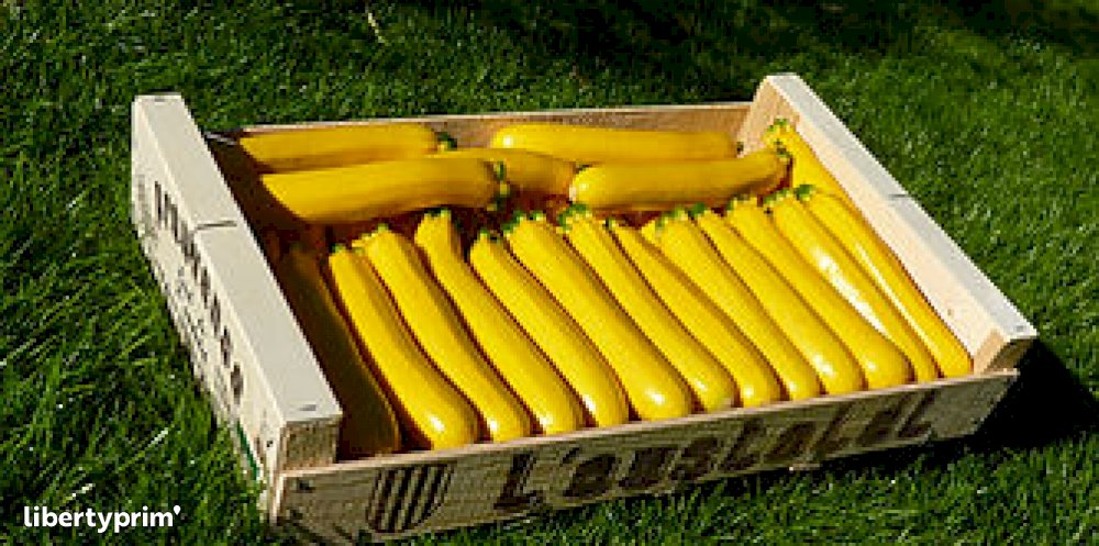 Zucchini Long Yellow Extra France Producer - Oustalet | Libertyprim