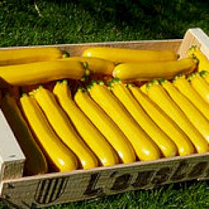 Zucchini Long Yellow
