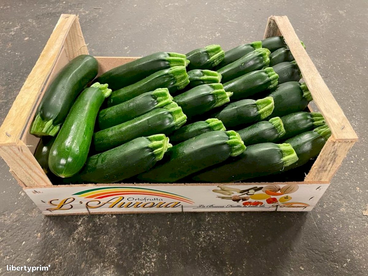 Zucchini Long Green Class 1 Italy Conventional Grower - Peruzzo | Libertyprim