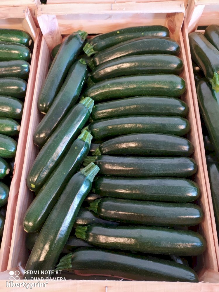Zucchini Long Green Class 1 Spain Conventional Grower - Peruzzo | Libertyprim