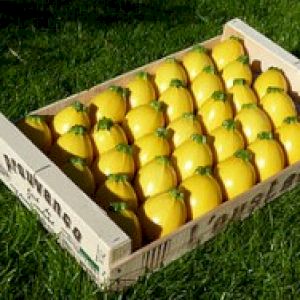 Zucchini Yellow Round