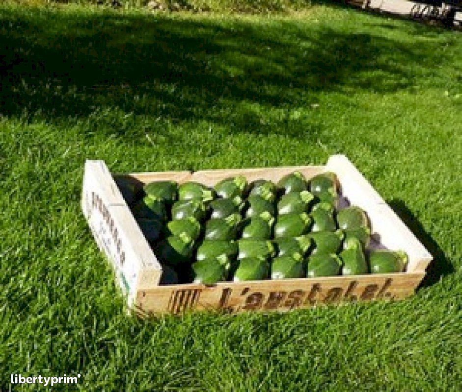 Zucchini Green Round Extra France Producer - Oustalet | Libertyprim