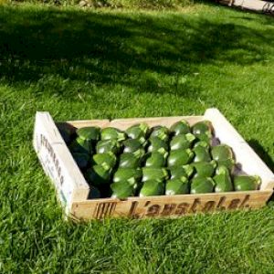 Zucchini Green Round
