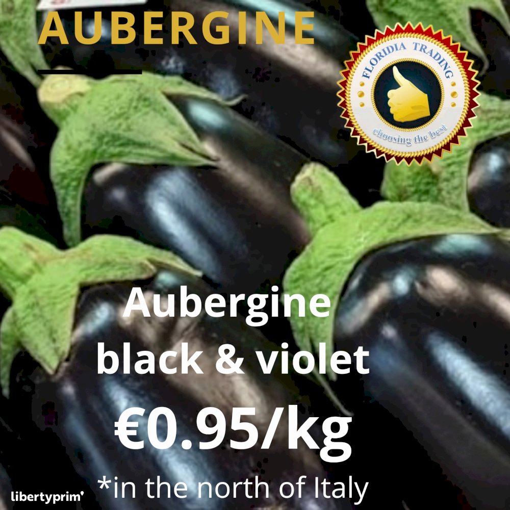 Eggplant Class 1 Italy Sales Office - FLORIDIA TRADING | Libertyprim