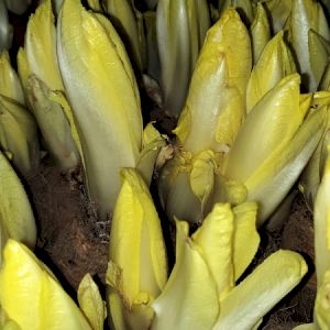 Endive 