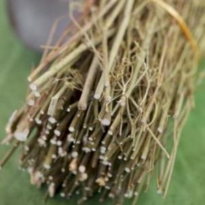 Fennel 