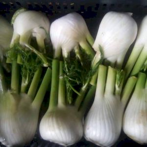 Fennel 