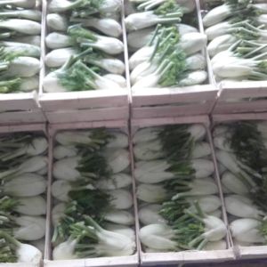 Fennel 