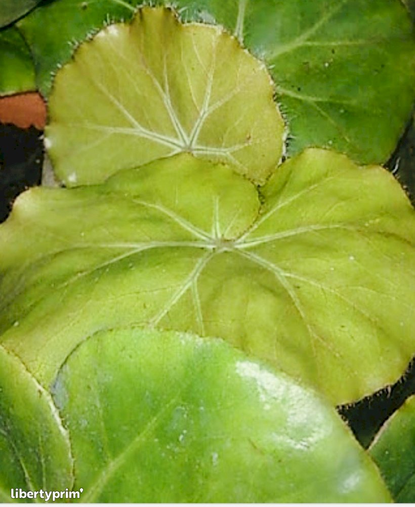 Begonia Leaves France Producer - Midiflore | Libertyprim