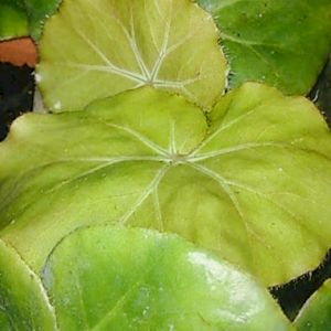 Begonia Leaves 