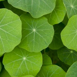 Nasturtium Leaf 