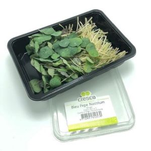 Nasturtium Leaf 