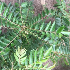 Curry Leaves 