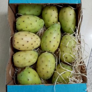 Prickly Pear 