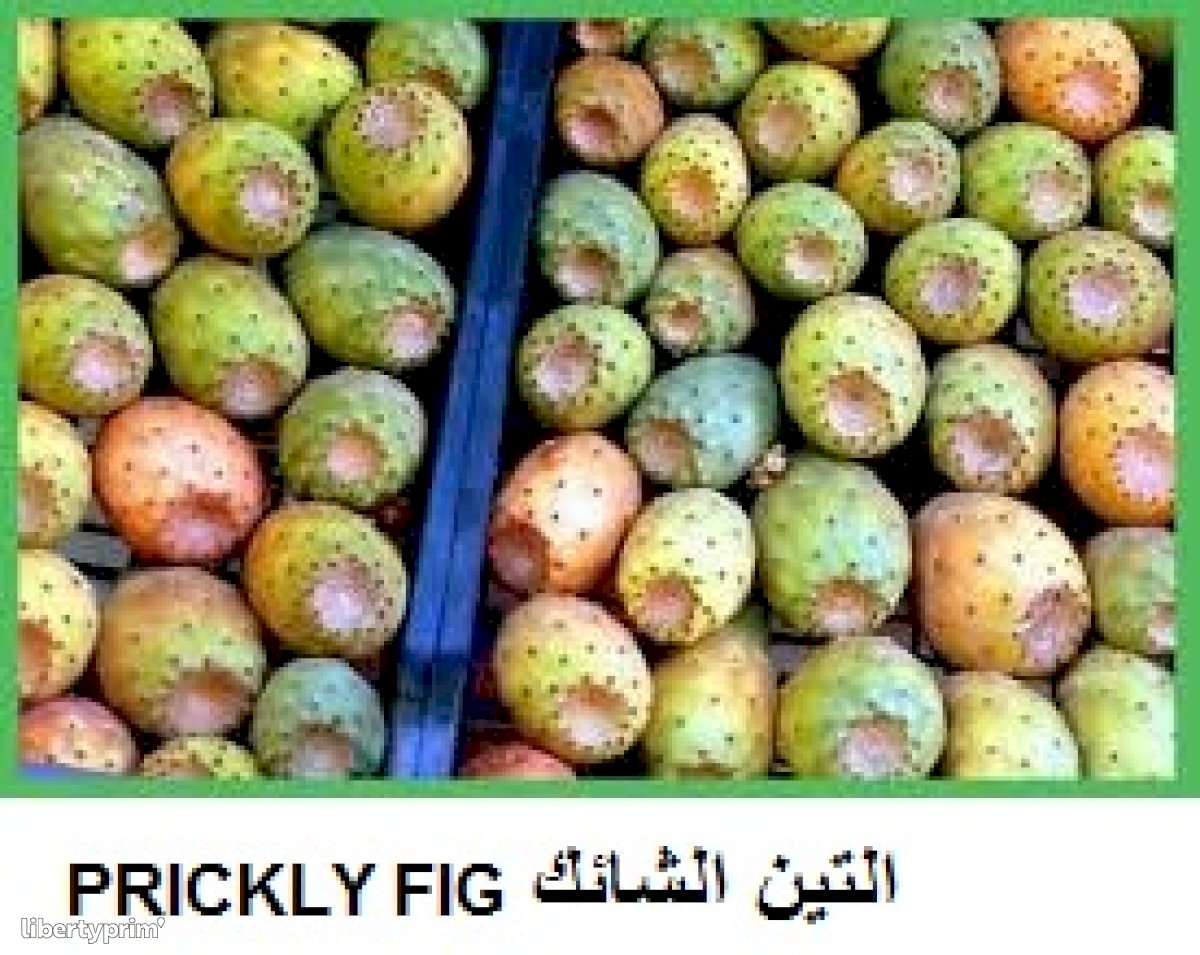 Prickly Pear Tunisia Import/export - AS2T | Libertyprim