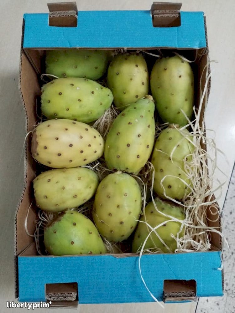 Prickly Pear Class 1 Morocco Import & Export - copac plant | Libertyprim