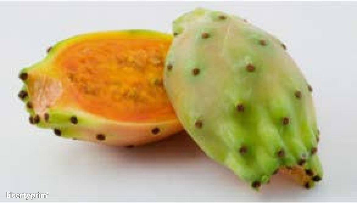 Prickly Pear Class 1 Morocco Import & Export - copac plant | Libertyprim