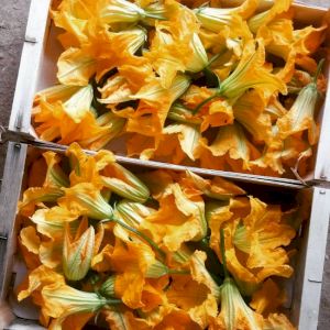 Squash Blossom 