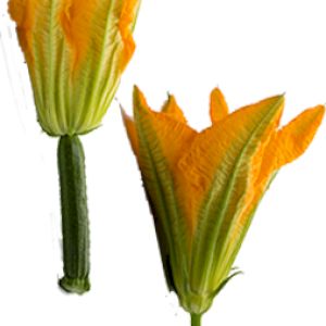 Flor De Calabacín 