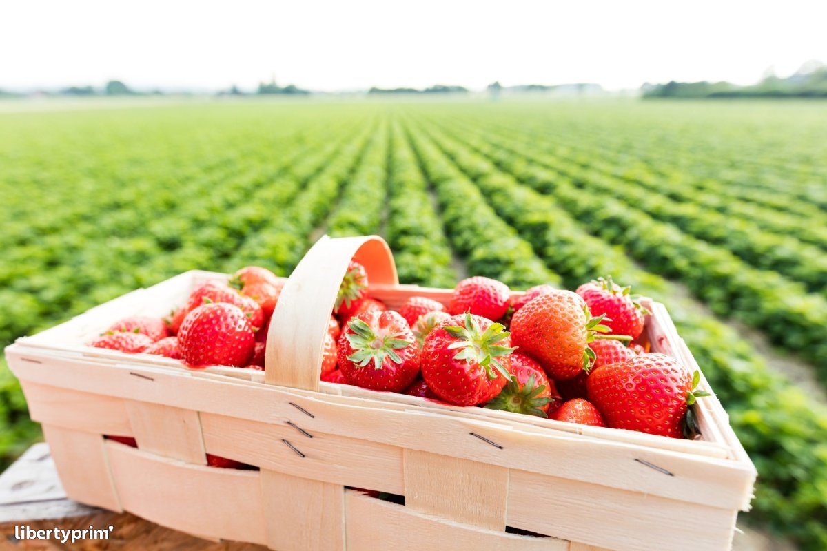 Strawberry Extra France Import & Export - Sas Pasquet | Libertyprim