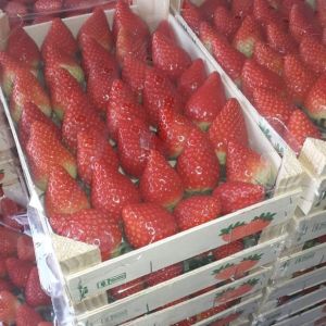 Strawberry Camarosa