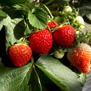 Strawberry Cléry 