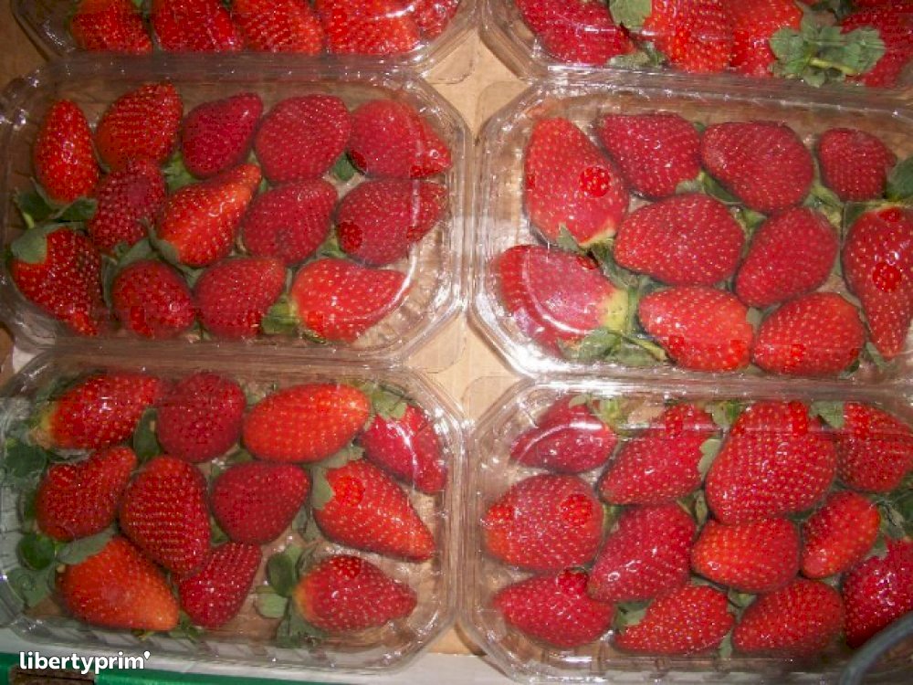 Strawberry Egypt Exporter Fresh Plus Libertyprim