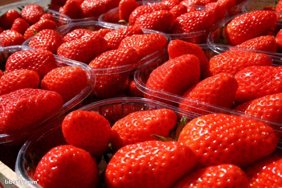 Strawberry Gariguette Extra France Import & Export - Sas Pasquet | Libertyprim
