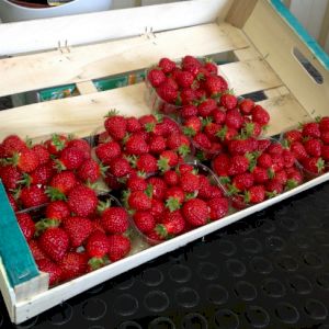 Strawberry Mara Des Bois