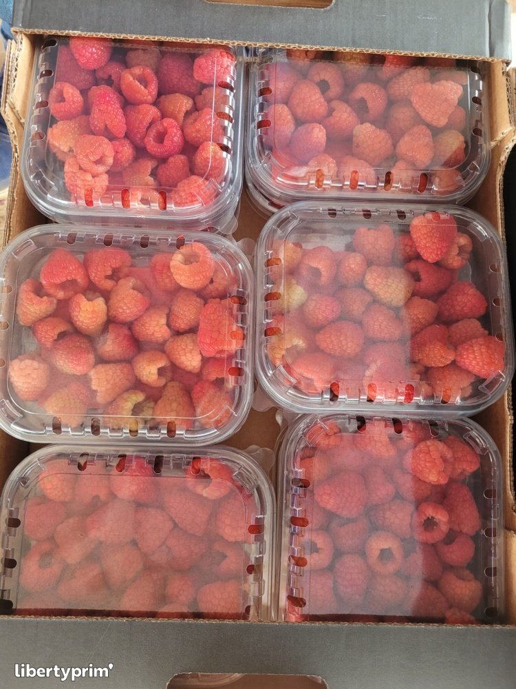 Raspberry Morocco Shipper & Distributor - ART LOG MAROC | Libertyprim