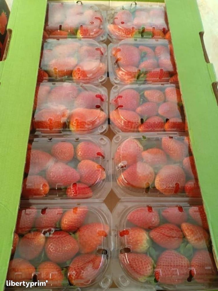Strasberries Morocco Import & Export - MA.STAND | Libertyprim