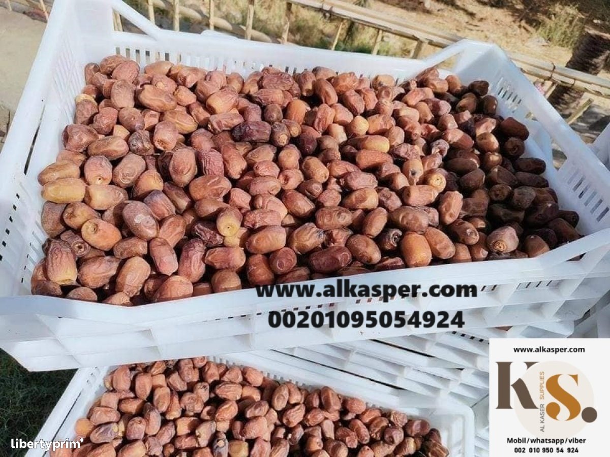 Fresh Date Class 1 Egypt Import & Export alkasper for supplies