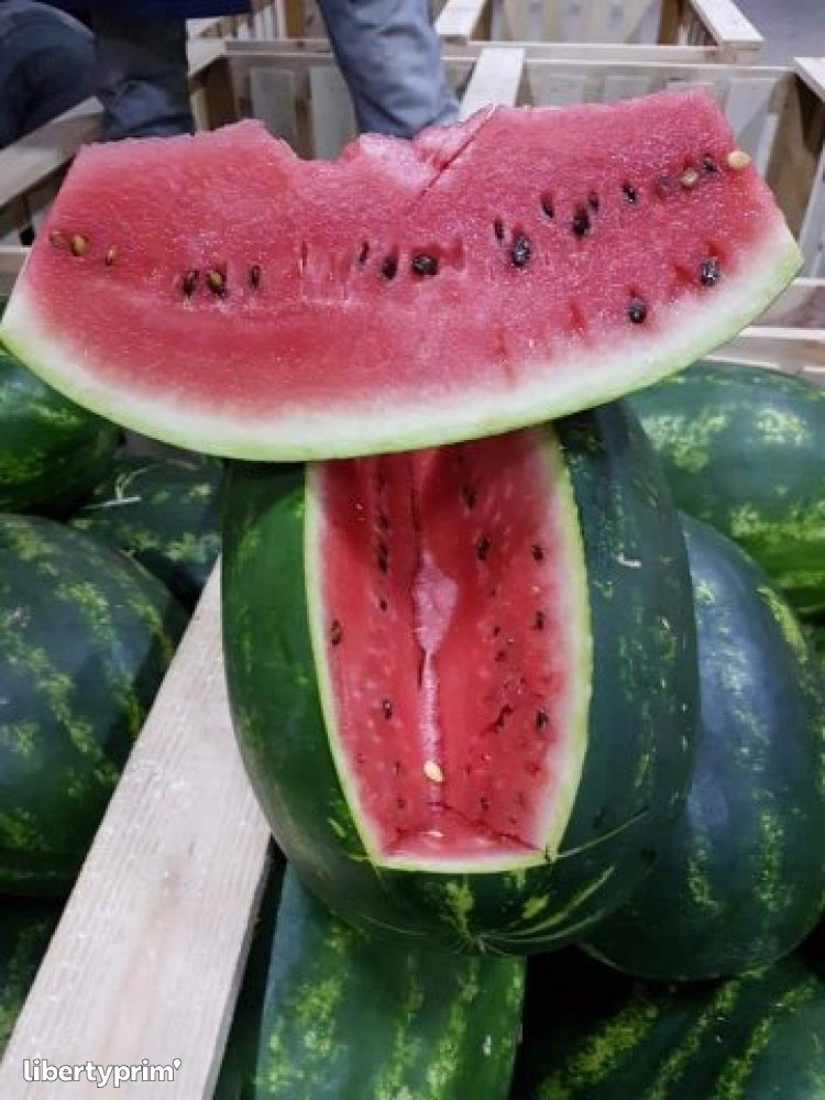 Watermelon Morocco Import & Export - MA.STAND | Libertyprim