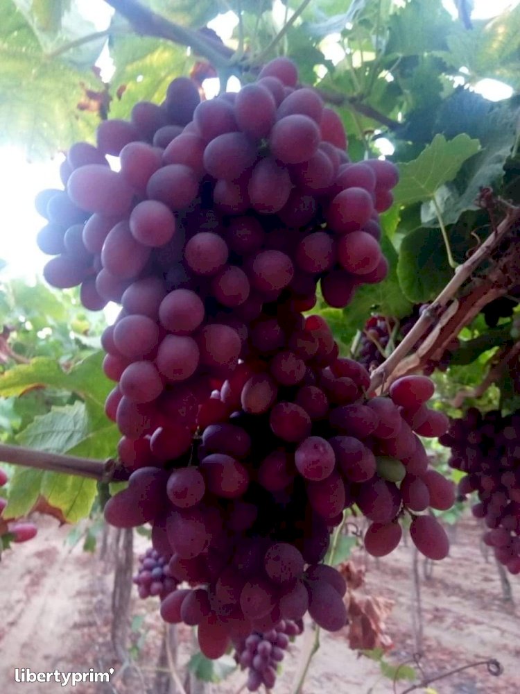 Grapes Egypt Exporter - ... | Libertyprim