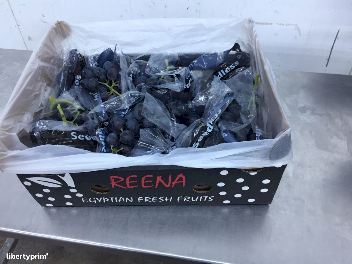 Grapes Black Seedless Extra Egypt Exporter - iso | Libertyprim