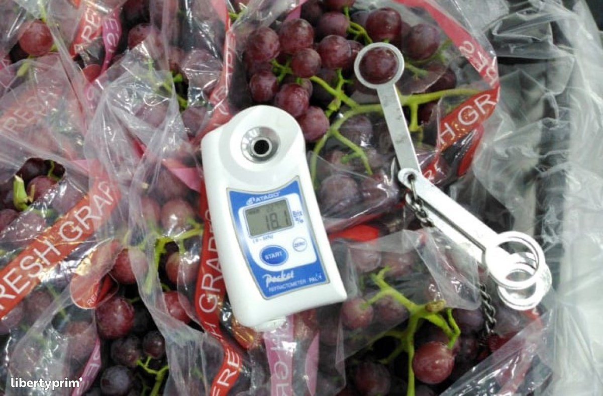 Grapes Prime Seedless Class 1 Egypt Import & Export - GEO EXPORTING | Libertyprim