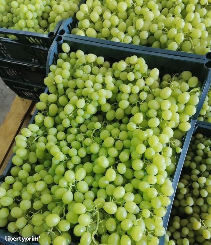 Grapes Prime Seedless Class 1 Egypt Import & Export - GEO EXPORTING | Libertyprim