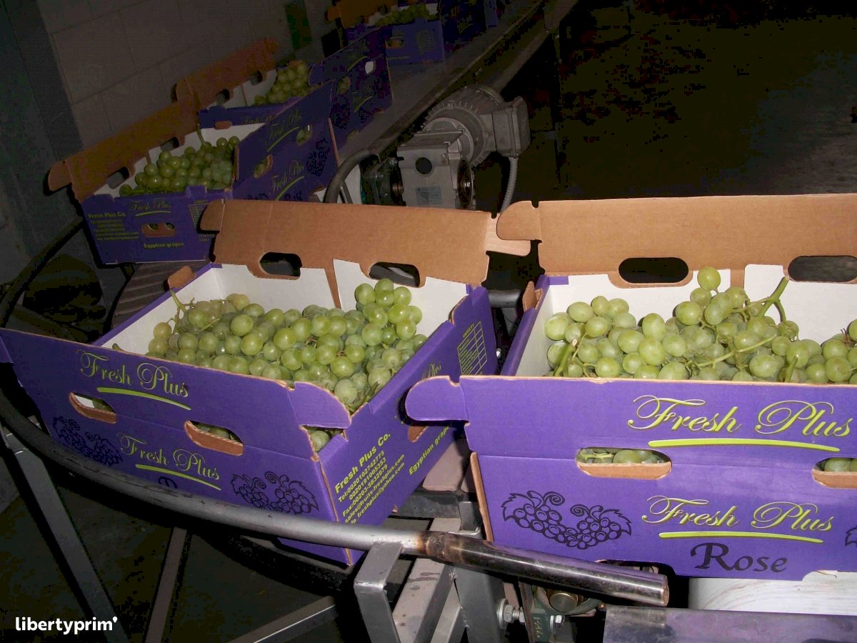 Grapes Superior Seedless® Sugraone Extra Egypt Exporter - iso | Libertyprim