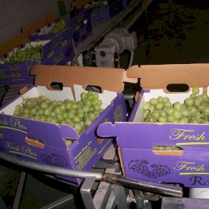 Grapes Superior Seedless® Sugraone