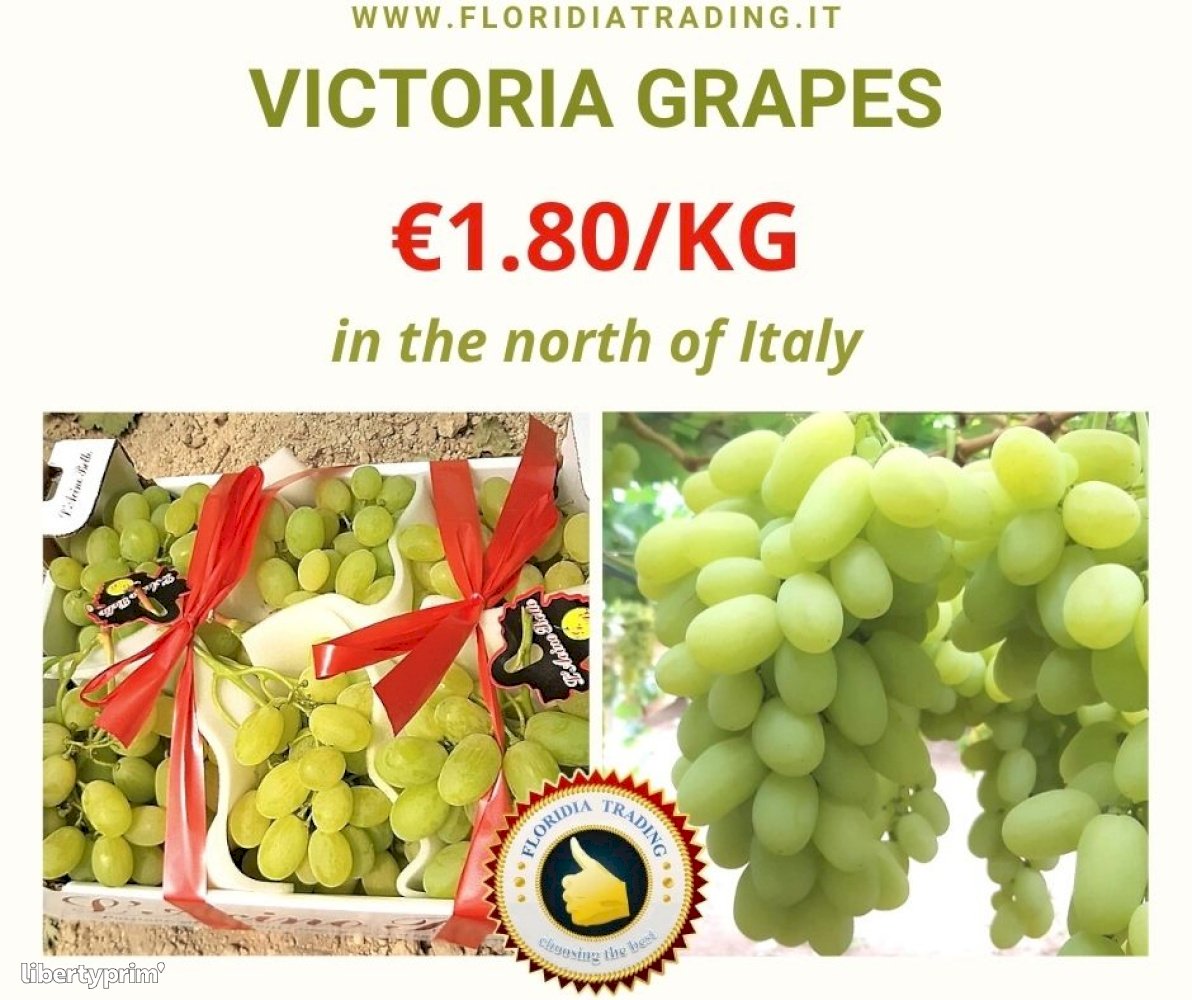 Grapes Vittoria Extra Italy Sales Office - FLORIDIA TRADING | Libertyprim