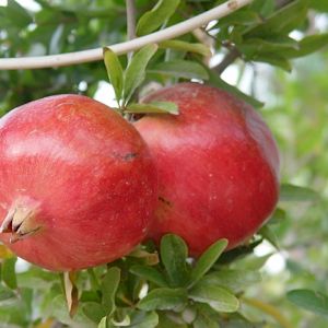 Pomegranate 