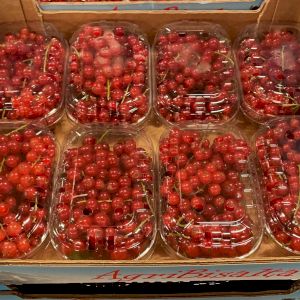 Currant 