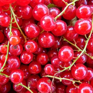 Currant Red